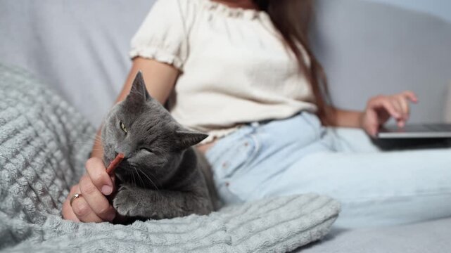 Focused British Shorthair eagerly licks cat sausage while laptop working woman remains softly blurred behind. Slow motion highlights pet distraction during home office.