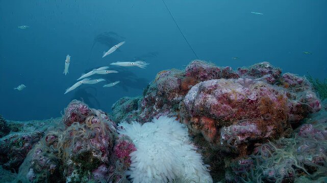 School of squid gracefully swimming above a vibrant coral reef ecosystem