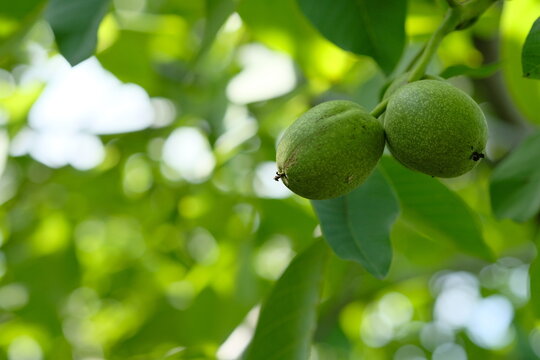Green walnuts hanging on a branch surrounded by lush green leaves in a natural outdoor setting with soft sunlight filtering through the foliage