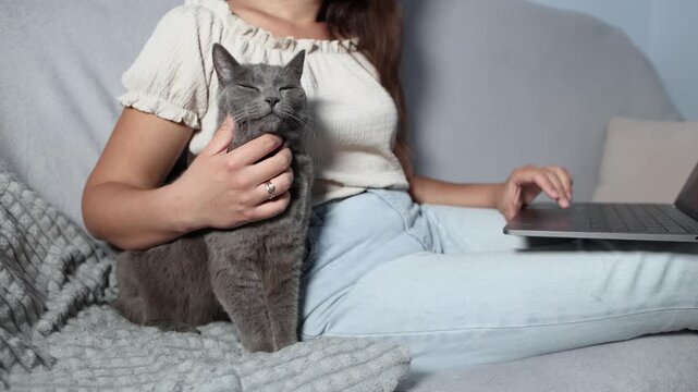 Beautiful British Shorthair sits proudly beside working owner as she gently scratches its neck. Happy cat gazes toward camera with calm satisfied expression.