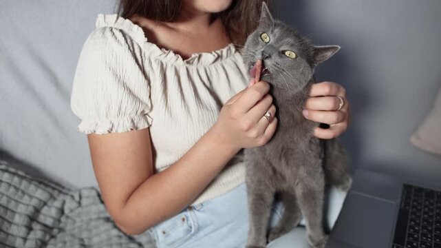 British Shorthair interrupts owners remote work while sitting on her lap and eating sausage by hand. Cat enjoys attention as work comes to a stop.