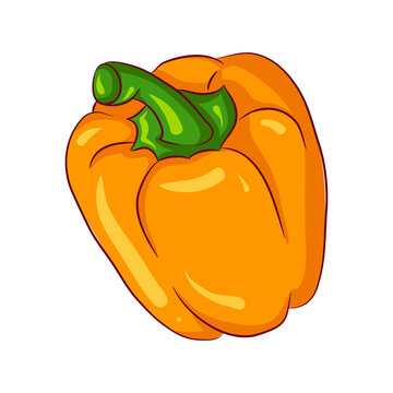 Hand drawn illustration of a fresh orange bell pepper isolated on white background