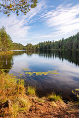 Fototapeta premium Tranquil forest lake with lily pads under a blue sky in Repovesi National Park, Finland. Scenic wilderness landscape featuring lush green pine trees reflecting on calm water, floating water lily leave