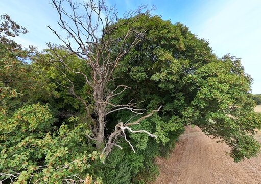 Arbre mort et arbres en lisi&egrave;re de for&ecirc;t apr&egrave;s la canicule en ao&ucirc;t 2026. Les feuilles sont s&egrave;ches et virent aux couleurs d'automne. La s&eacute;cheresse en Lorraine &agrave; fait des d&eacute;g&acirc;ts. 