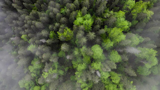 Aerial drone footage of a dense forest canopy with patches of fog drifting through