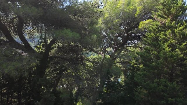 Shot of pine trees on a breeze