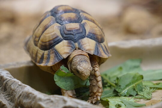 Close up of an Egyptian tortoise (Kleinmann's tortoise or Testudo kleinmanni) eating lettuce from a feeding bowl in the Egyptian desert