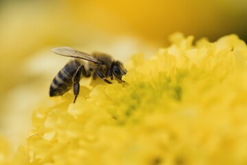 bee on yellow flower © Hana