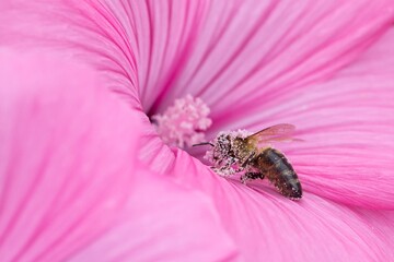 bee on pink flower © Hana