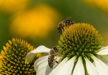bee on a flower © Hana