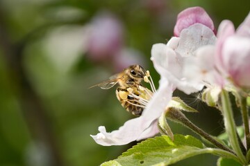 bee, flower, insect, nature, macro, honey, fly, pollen, summer, spring, animal, nectar, closeup, wing, honeybee, close-up, wings, flowers, wild, garden, pink, plant, purple, bloom © Hana
