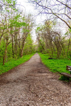 Forest Trail Through Greenery