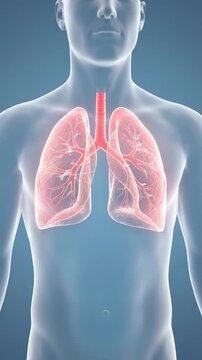 Transparent human chest showing detailed lungs and trachea anatomy respiratory system medical illustration render on blue background