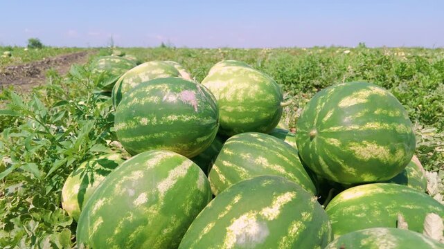 Fresh organic watermelons piled in green field under blue sky. High quality video of ripe sweet fruits on agriculture farm. Perfect for summer food concept.