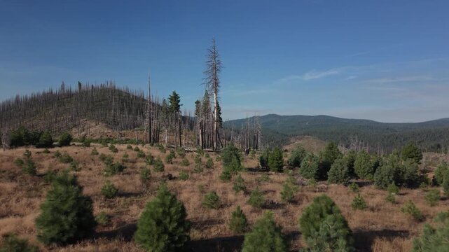 Low aerial overflight of pine reforestation plantation in the aftermath of the Hog Fire (2020), Lassen County, California, showing forest restoration and remaining burned snags