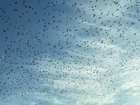 Large flock of birds flying across a cloudy sky