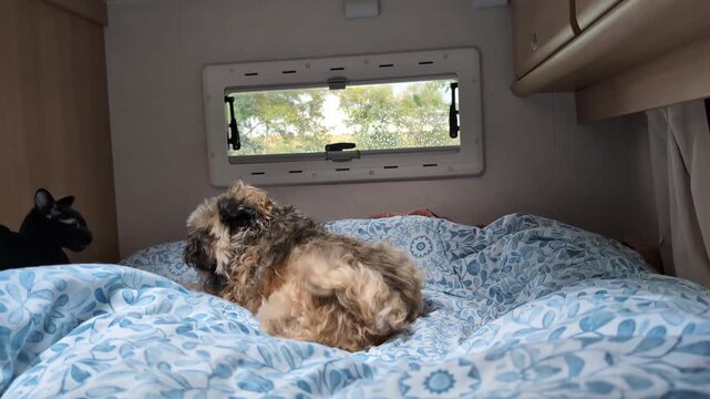 Black cat and dog playing together on a bed inside a motorhome. 