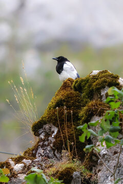 Urraca com&uacute;n posada sobre una roca cubierta de musgo en un entorno natural