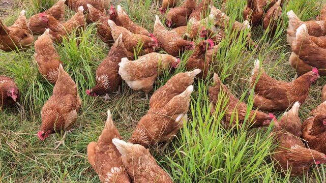 Free-range chickens roaming and foraging in grass. 