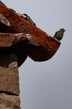 Peque&ntilde;o p&aacute;jaro posado en el tejado de teja tradicional de una casa de piedra r&uacute;stica