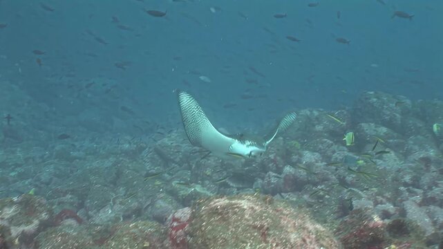 Underwater scene with spotted eagle rays swimming near coral reefs and small fish