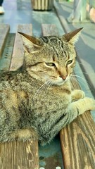 the cat on the bench © Viktoriia