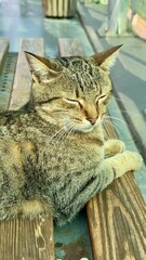cat on the window © Viktoriia