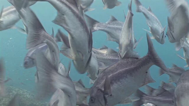 Underwater school of silver fish swimming in clear blue ocean water