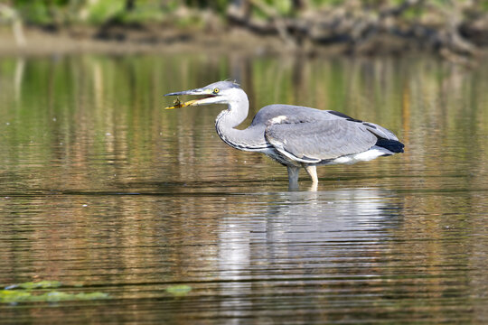 A grey heron, Ardea cinerea tosses a frog with its beak wide open while wading through Milicovsky pond near Prague, framed within a wide expanse of still reflective water.