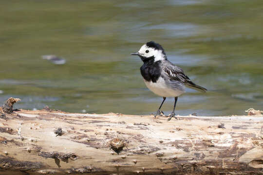 A white wagtail, Motacilla alba, perches alertly on a weathered log at the edge of a pond in Prague, Czech Republic, showcasing urban wildlife amid rippling green water in bright sunlight.