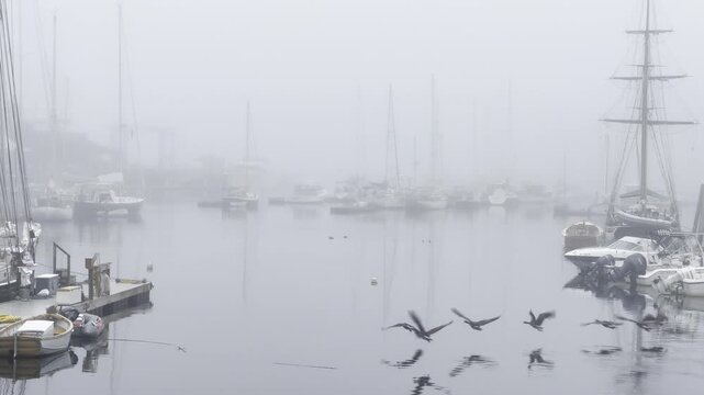 Flock of Geese Departs Harbor in Fog, Camden Maine
