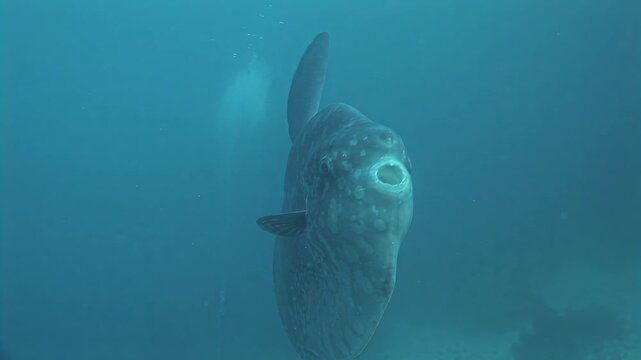 Giant ocean sunfish swimming gracefully in clear blue ocean waters