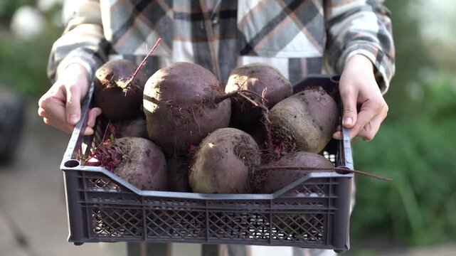 Fresh organic beets freshly harvested in a plastic crate held by farmer hands. Close-up of dirty beetroots with roots and stems on sunny farm background.