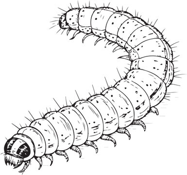 Cutworm Hand-drawn Sketch Drawing Vector Illustration, Line Linear Symbol Black and White Engraving, Isolated
