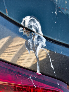 Bird droppings on car body paint showing visible pollution marks on stationary vehicle in urban environment highlighting need for washing detailing and protection