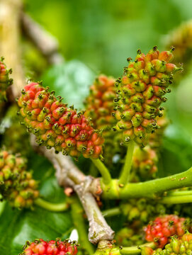 Mulberries on tree branches with bright natural colors. Unripe mulberries showing natural red green gradient on healthy tree