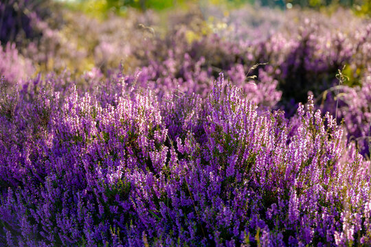 Selective focus bush of wild purple flowers Calluna vulgaris (heath, heide, ling or simply heather) is the sole species in the genus Calluna in the flowering plant family Ericaceae, Natural background