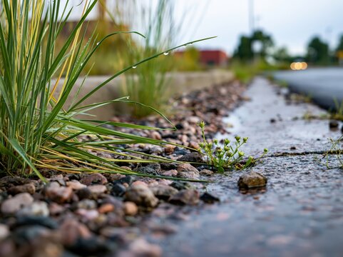 After the rain, a small plant grows through the rocks on the roadside, reflecting its green vitality