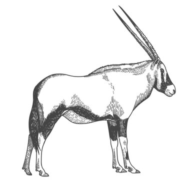 Vintage Gemsbok or South African Oryx
