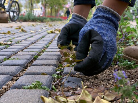 A gloved hand carefully removes weeds from a cobblestone path, emphasizing the effort of maintaining outdoor spaces