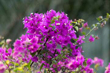 Fototapeta premium Pink bougainvillea flowers in bloom