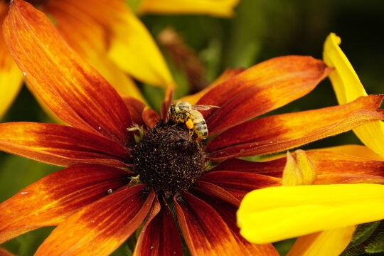 Ape su fiore arancione in macro