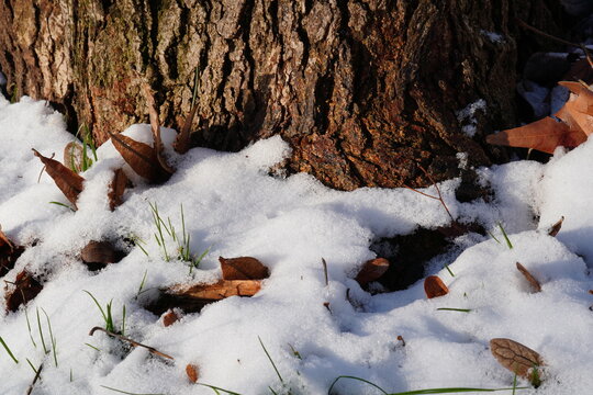 Closeup of a thin layer of snow at the base of a tree with dried fallen leaves and new grass blades going out in the sunlight in winter