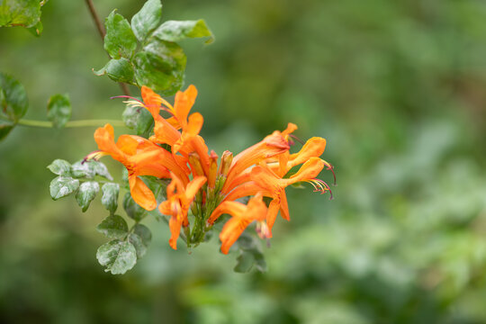 Close up of cape honeysuckle (tecomaria capensis) flowers in bloom