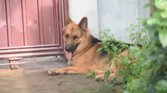 German Shepherd Dog, Kelaniya, Sri Lanka.