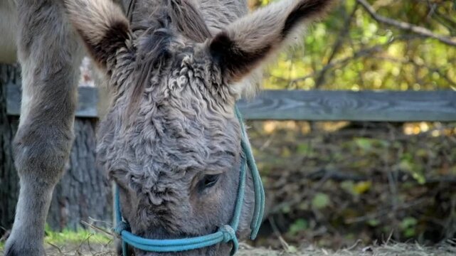 Close-up video of a gray donkey wearing a halter while eating dry hay from the ground on a rural farm. 