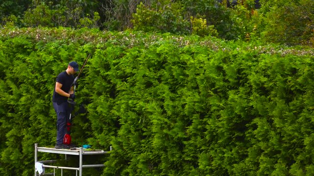 Male landscaper standing on a scaffolding platform and meticulously trimming a tall, dense thuja hedge with an electric pruner, maintaining the garden and shaping the vibrant green foliage