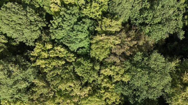 vue a&eacute;rienne au dessus de la cime des arbres de la for&ecirc;t de Boismont, en Meurthe-et- Moselle. Apr&egrave;s les canicules &agrave; r&eacute;p&eacute;tition et les fortes chaleurs de l'&eacute;t&eacute; 2026,  la v&eacute;g&eacute;tation est s&egrave;che en France