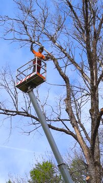 Professional arborist in a cherry picker basket using a powerful chainsaw to trim high branches from a large, leafless tree, ensuring safety and proper maintenance against a clear blue sky