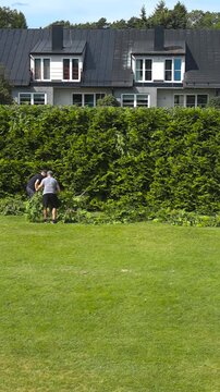 Two professional gardeners working together to maintain and shape a large evergreen thuja hedge, cleaning up the trimmed branches from the lush green lawn on a sunny summer day